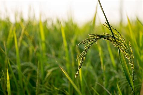 Rice Blast Disease in Paddy Crop: Symptoms, Causes, Control Management ...