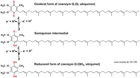 Ubiquinone or Q10