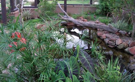 No Ugly Duckling: The unique filtration of a pond just for ducks - POND ...