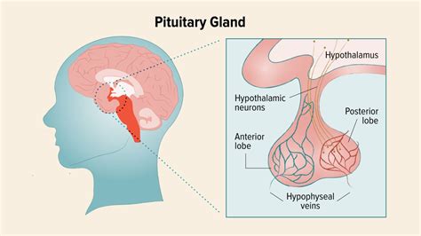 Pituitary Gland Diseases: Symptoms, Causes, and Treatment