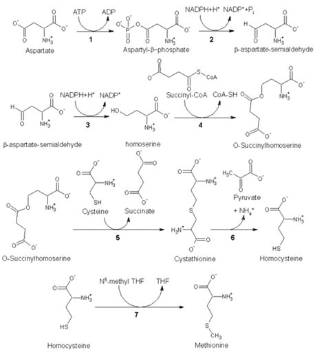 Getting to Know Your Amino Acids: Methionine