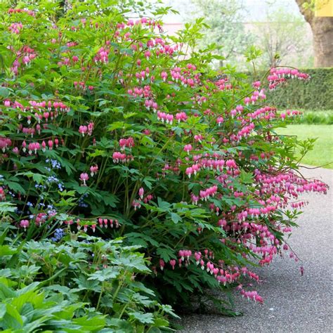 Dicentra Spectabilis - 3 bare roots - Longfield Gardens