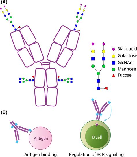 Variable domain glycosylation of ACPA. Note: All human IgG molecules ...