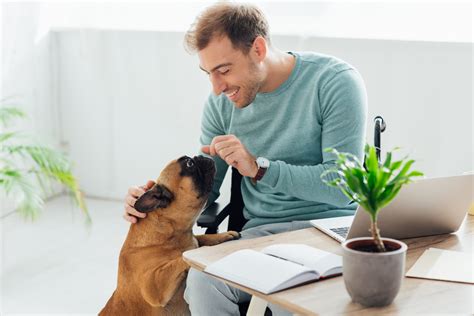 Online Dog Training: A "How To" Guide - Dog Trainer's Umbrella