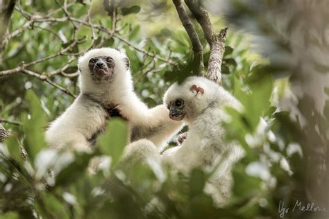 Silky sifaka: angels of the forest – Ugo Mellone – Wildphoto