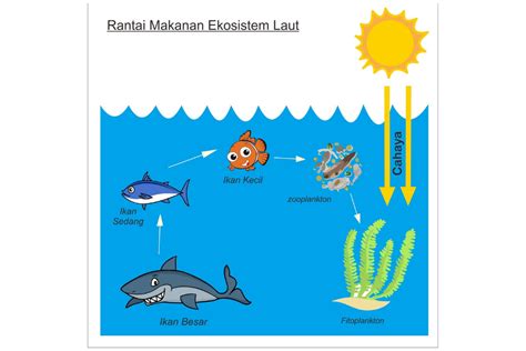 Pengertian Rantai Makanan dalam Ekosistem Dan Contohnya