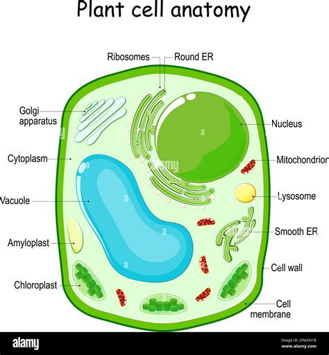 Labeled Plant Cell Diagram For Kids