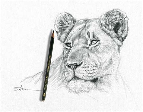 How To Draw A Realistic Lioness