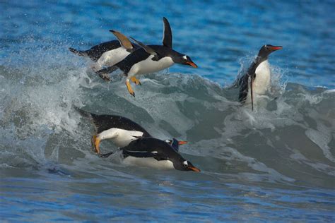 Penguins Swimming | Facts About Penguins | DK Find Out