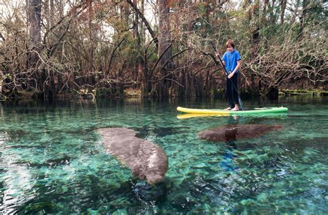 Manatees - Call For The Wild - Animal Education Page