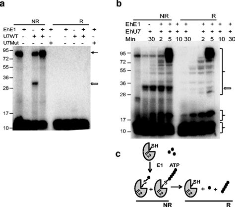 Thioester bond formation by EhUbc7. a EhE1 and EhUbc7 (WT wild type ...