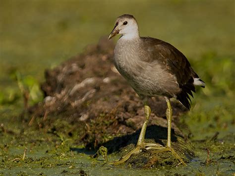 Juvenile Common Moorhen | BirdForum