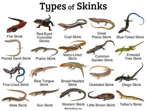 Skink Bite