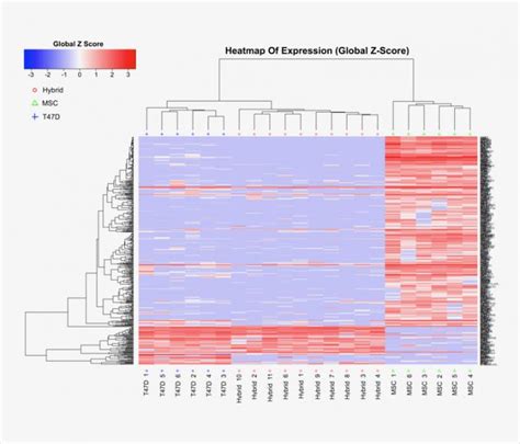 Observing the mechanism of metastasis for the first time – BIOENGINEER.ORG