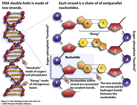 Dna Drawing Labeled at GetDrawings | Free download