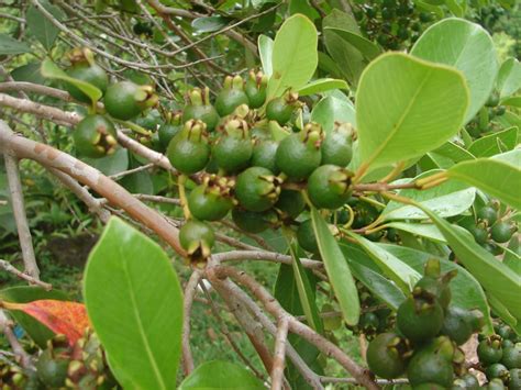 Polynesian Produce Stand : ~LEMON GUAVA FRUIT TREE~ YUMMY Psidium ...