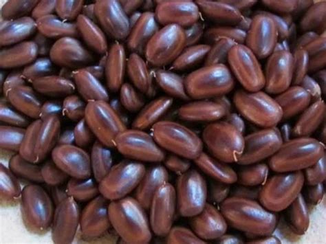 Samanea saman seeds -rain tree seeds at Rs 550/kilogram | Forestry ...