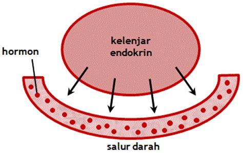 Sains 4 5: Kelenjar Endokrin