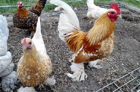 Bantam Chickens - The Ultimate Guide on Breeds, Eggs, Size and Care Guide