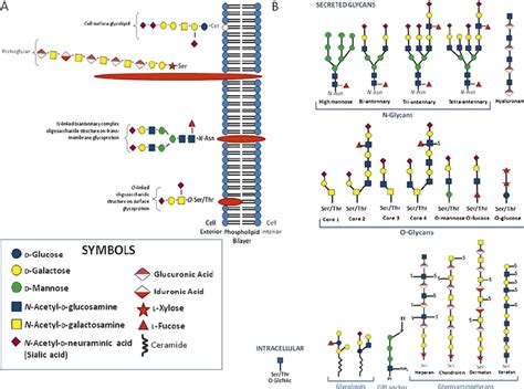 Glycosylation on the mammalian cell surface. (A) Diagrammatic ...