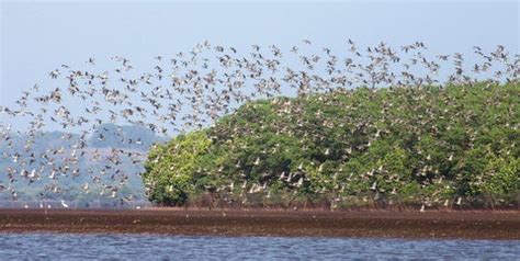 Birdwatching In Dr. Salim Ali Bird Sanctuary, India • Travel Tips