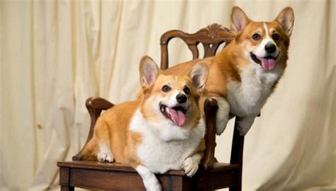 Queen names of new corgi puppies Fergus and Muick | Newshub