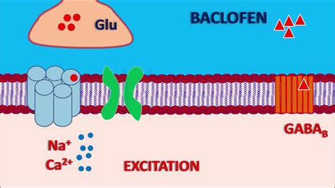 Baclofen - Mechanism, side effects, precautions and uses - YouTube