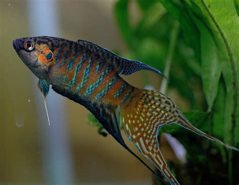 Black Paradise Gourami | The Fish Room