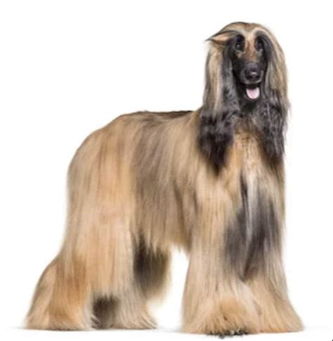 Luxurious Long Haired Dog's | PetCareRx