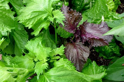 Less Noise, More Green: Shiso and Shiso Pesto