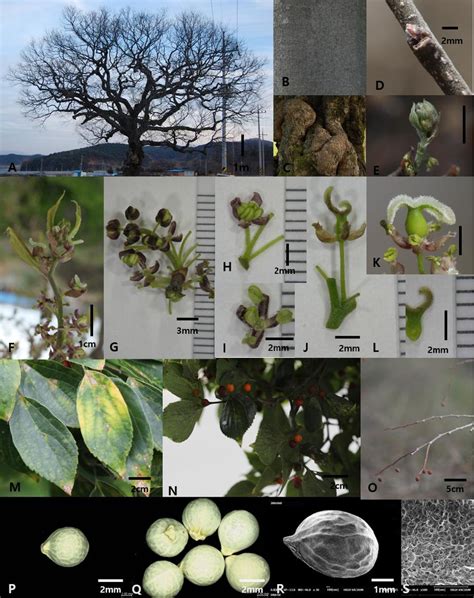 5. Photographs of Celtis sinensis Pers. (A. tree shape; B. bark; C ...