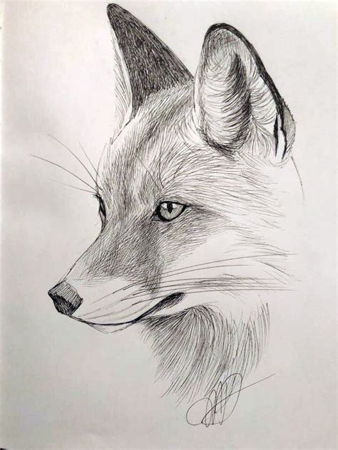 Fox, micron sketch by Margaret Dean Realistic Animal Drawings, Pencil ...