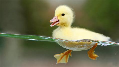 Ducklings wallpaper | 1920x1080 | #74673