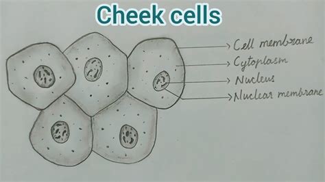 Cheek Cell Labeled Diagram