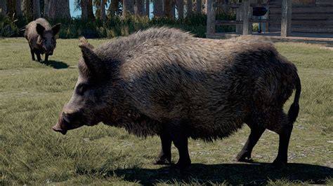 Wild Boar - Far Cry 5 Guide - IGN