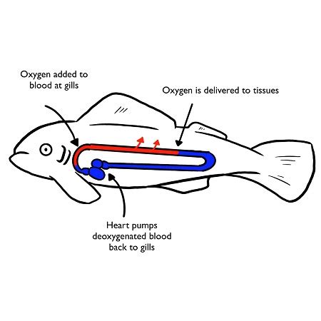 Fish Heart Diagram