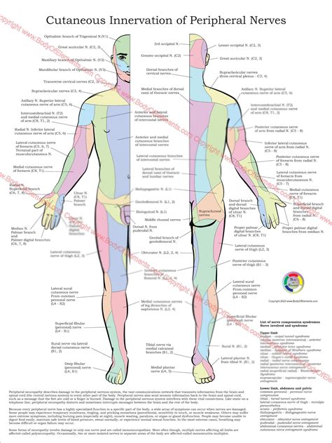 Cutaneous Innervation of Peripheral Nerves Poster