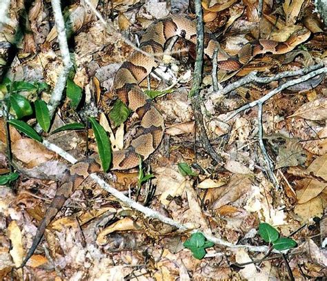 A Hillbilly Guide to Snakes: The Southern Copperhead | HubPages