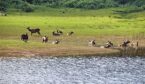 Periyar National Park in Thekkady: Timings, History, Entry Fee & Location