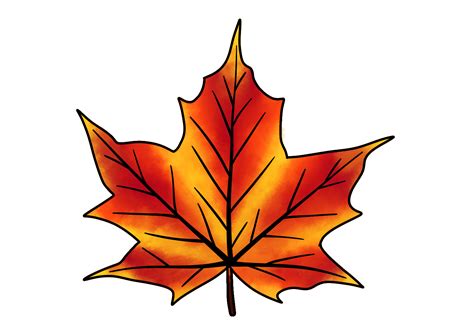 How to Draw a Maple Leaf | Design School