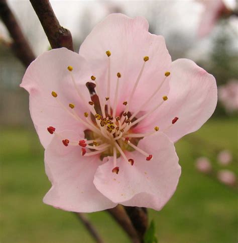 Poppular Photography: Peach Blossoms April 2013