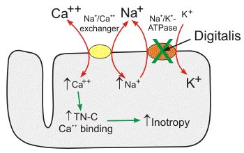 Digoxin- Chemistry And Mechanism Of Action | Our Biochemistry- Namrata ...