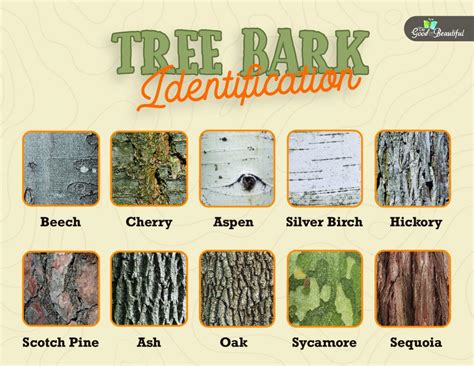 Tree Bark Identification - The Good and the Beautiful