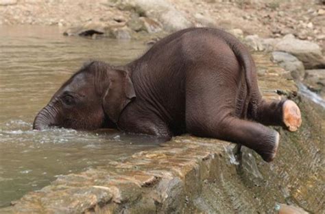 Cute video of baby elephant enjoying a bath goes viral | NewsTrack ...