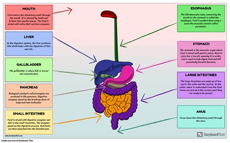 [DIAGRAM] Pig Digestive System Diagram - MYDIAGRAM.ONLINE