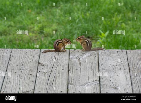 Eastern chipmunk two hi-res stock photography and images - Alamy