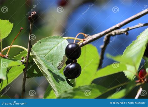 Sweden. Prunus Subg. Ostergotland County. Stock Image - Image of ...