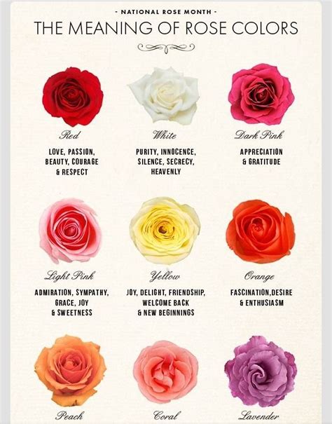 Top Inspiration 21+ Rose Flower Meaning