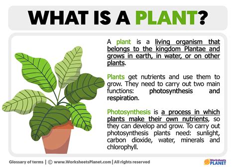 What Is A Plant