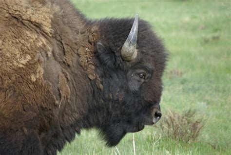 Yellowstone Bison - Western Watersheds Project